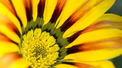 Газания – слънчева украса за дома 