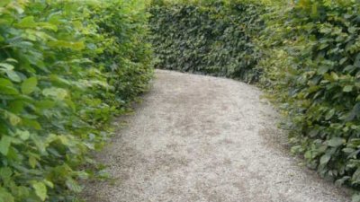 Какви растения са подходящи за жив плет?