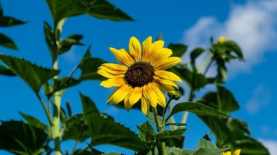 Масло от слънчогледово семе – за какво е полезно