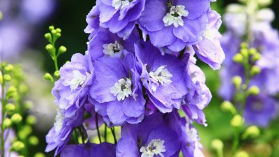 Делфиниум или ралица – как да отглеждаме красивото цвете