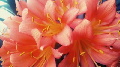 Кливия – свеж африкански полъх