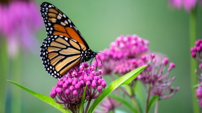 Поверия за свети Пантелеймон или Пантелей пътник