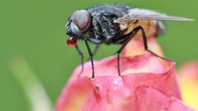 Домашен спрей против насекоми 