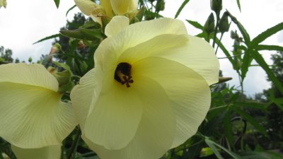 Памуче – индийското омайниче