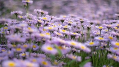 Честит имен ден на Емилиан и Емилия!