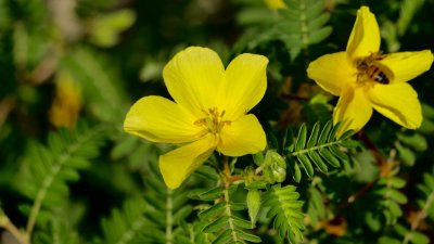 Бабини зъби – подобрява либидото и засилва имунитета