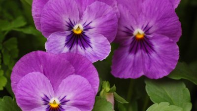 Виолетка – най-красивата усмивка сред цветята