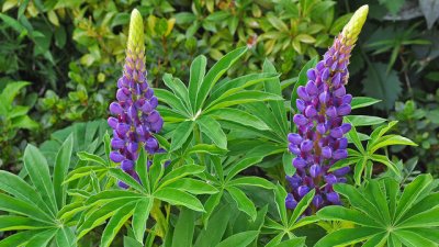 Лупина – нежен средиземноморски пламък