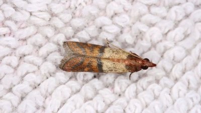 Домакински трикове за прогонване на молци