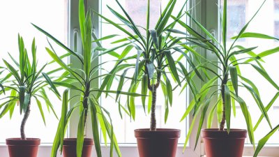 Растения, които пречистват въздуха в дома