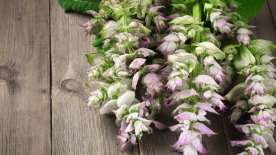 Градински чай за бременни – кога и защо се използва?