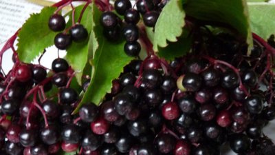 Черният бъз пази децата от настинки и грип!