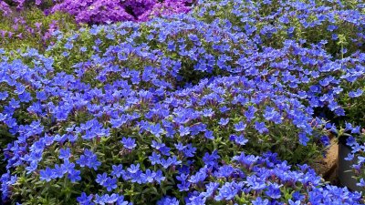 Литодора – син килим за градината или терасата