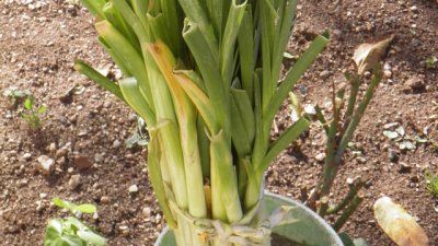 Как да съхраним праз лука?