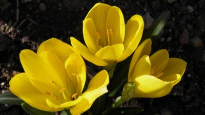 Есенният минзухар – слънце в късната есен