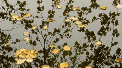 Любовни есенни рими – 1-ва част