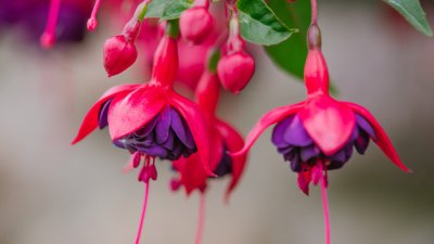 5 растения, които да отглеждате на сенчеста тераса