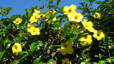 Аламанда – изящната отровница