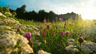 Днес е Еньовден