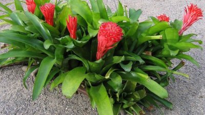 Билбергия – как се отглежда огнената красавица 