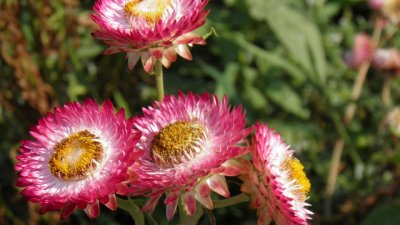 Посадете си безсмъртниче за повече цвят