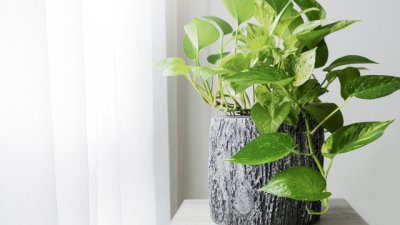 Домашни растения, които облекчават симптомите на алергия