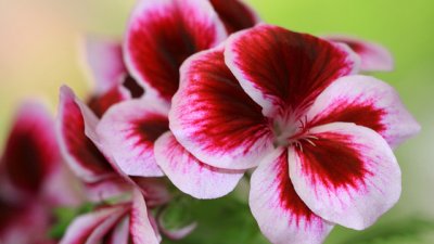 Налба или английско мушкато –  красота в саксия