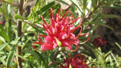 Гревилея – огнената австралийка