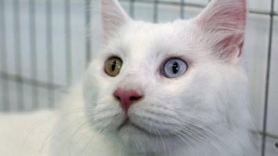 Защо някои животни са с различен цвят на очите?