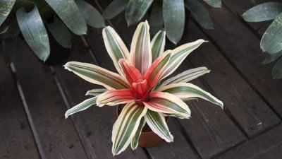 Неорегелия – магически цветове в красива розетка 