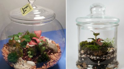Jungle Jar &ndash; мини екосистема в буркан, която се грижи почти сама за себе си