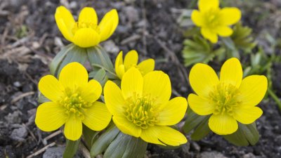 Ерантис или зимен кукуряк – как да го отглеждаме