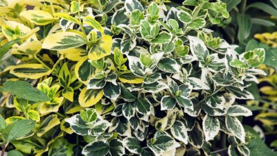 Фикус Бенджамин – любимецът на дома