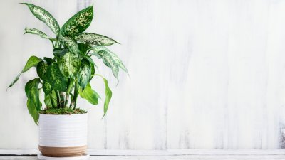 5 растения, които пречистват въздуха според НАСА