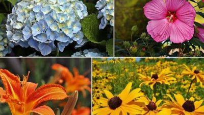 5 лесни за отглеждане цветя, с които да украсите градината