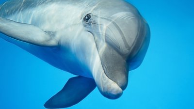 Знаете ли, че... делфините правят секс за удоволствие?