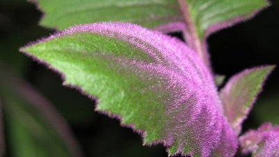 Гинура – зеленина с лилав оттенък