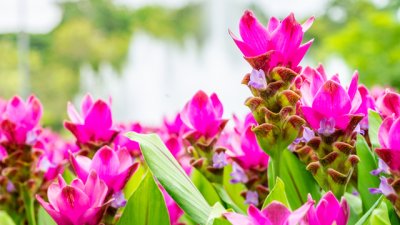 Да си отгледаме куркума или сиамско лале 