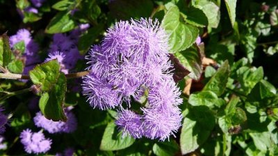 Как да отглеждаме агератума?