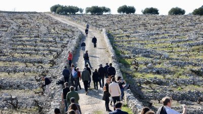 Българското розе Face 2 Face (F2F) спечели златен медал на световен конкурс