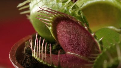 Венерина клопка – звярът сред цветята