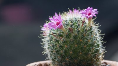 Мамилария – сладък кръгъл кактус