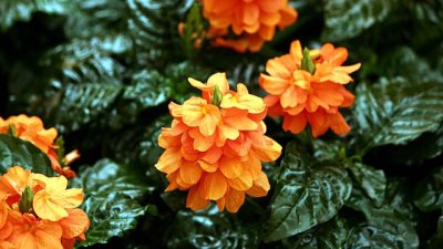 Кросандра – индийският каприз 