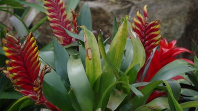 Вризея – тропически огън