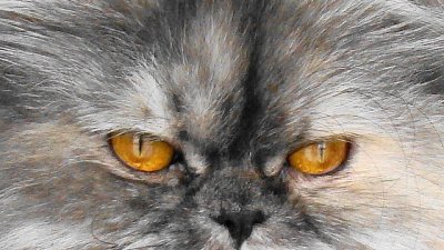 Кои симптоми издават алергията към котки 