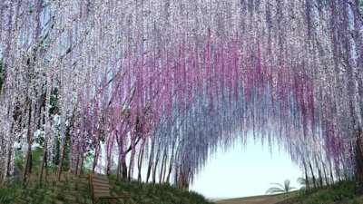 Фестивалът на вистерията в Япония (галерия) 