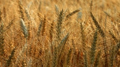 Вреден ли е за всички глутенът?