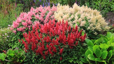 Астилбе – цветно огнено пламъче