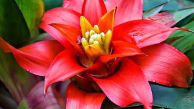 Бромелия – огнена и красива