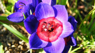 Бабиана – как да отглеждаме красивото цвете?